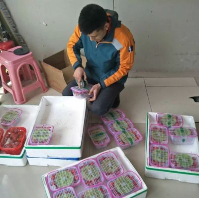 傳聲 | 快遞員愛(ài)心助農(nóng)，小草莓插上電商翅膀